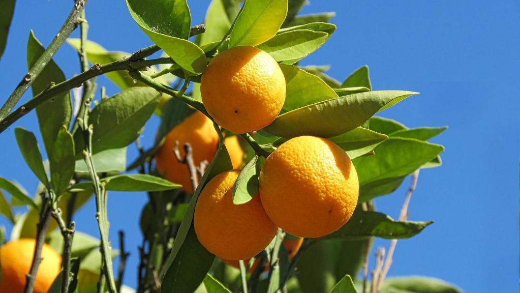 Orangen die an einem Baum hängen mit grünen Blättern