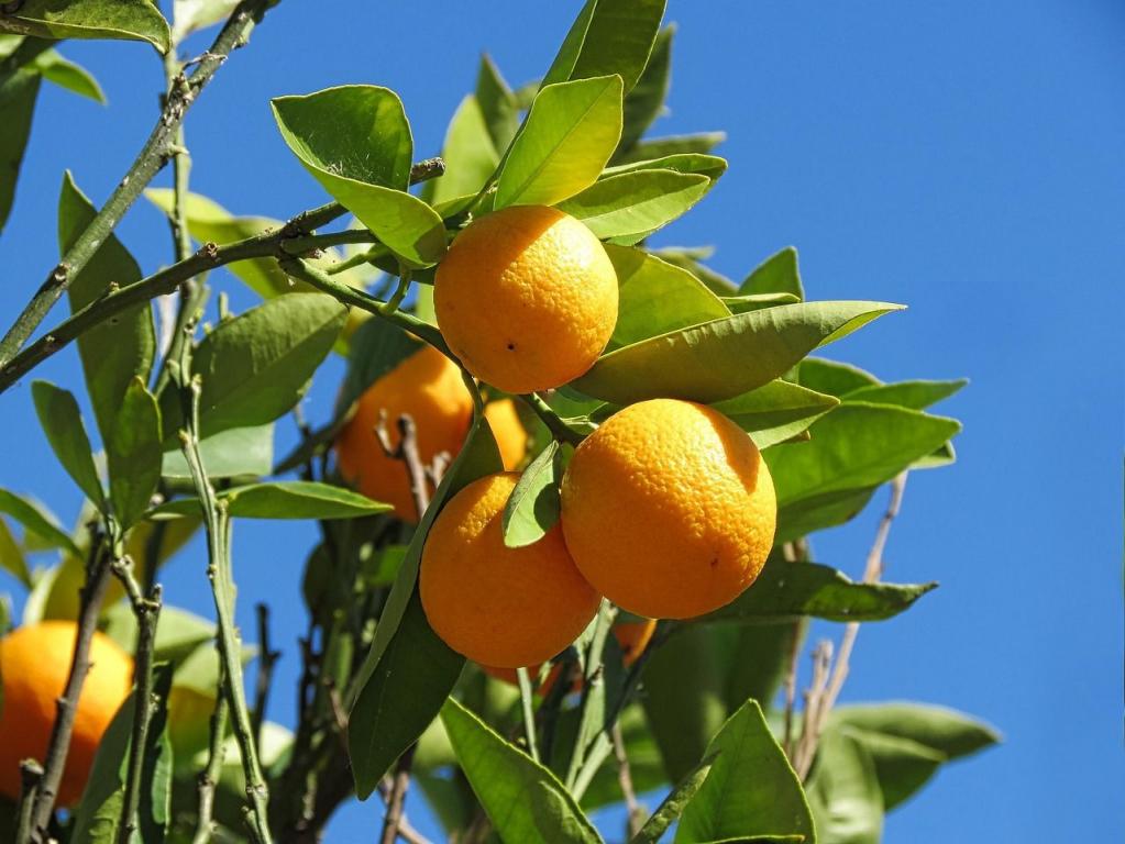 Orangen die an einem Baum hängen mit grünen Blättern