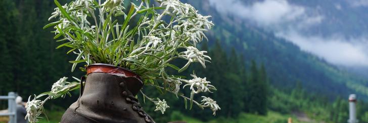 Schuh mit Enzianblüte vor Bergen und Wiesen