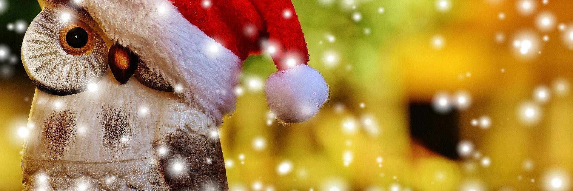 Eule mit einer Nikolausmütze 