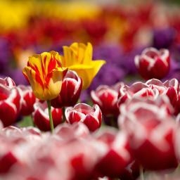 Einzelzimmer für 1 Person - Holland 11.04. - 14.04.27, Bu.Nr. 452